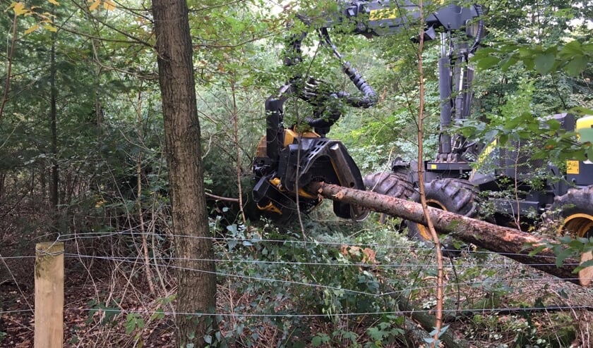 Vorige week is de bomenkap in Monnikenberg al begonnen. Later zou dit Anna's Hoeve moeten gaan plaatsvinden vanwege de aanleg van de HOV-busbaan.