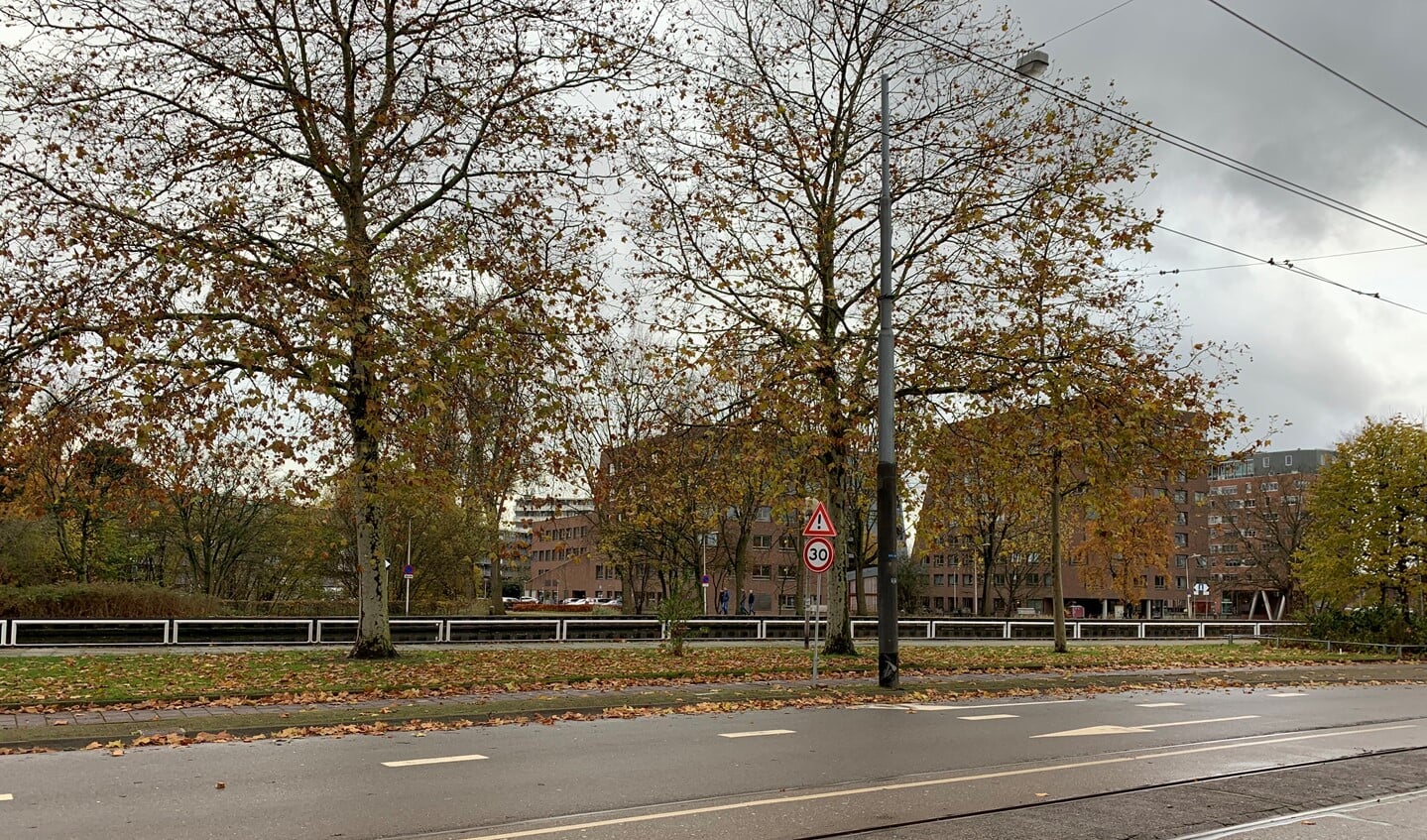 Bomen aan de Hartveldseweg zijn gekapt voor werk Oost-West As.