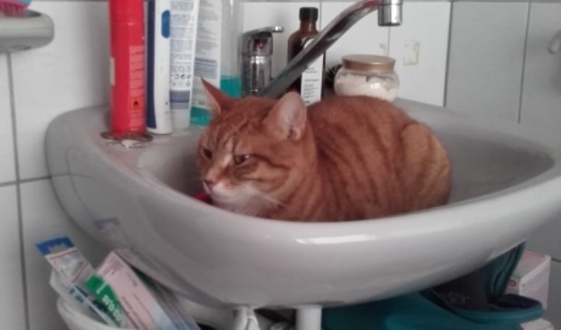 De kat in kwestie.