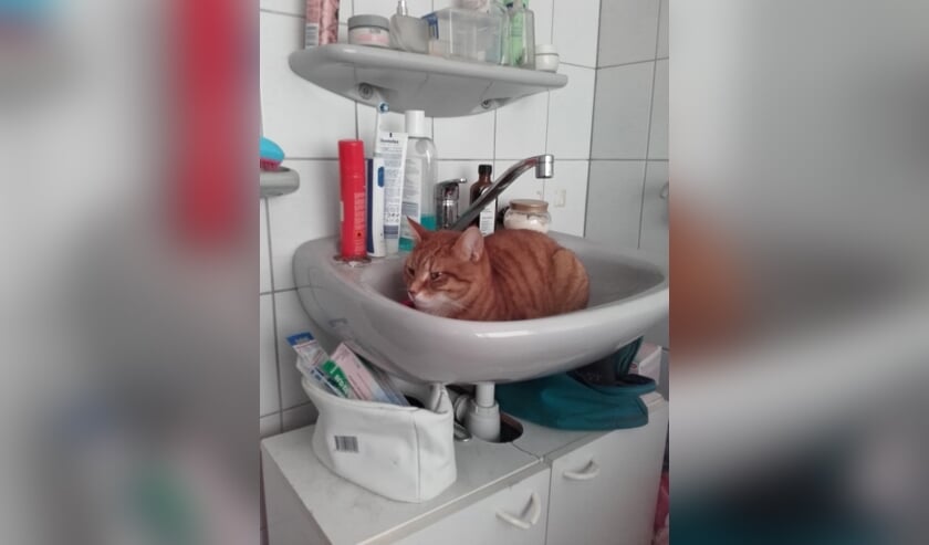 De kat in kwestie.