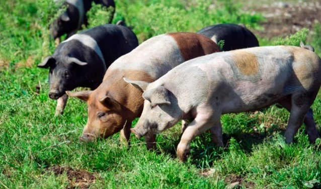 De varkens van Livar leven op kleinschalige boerderijen en kunnen lekker buiten lopen.