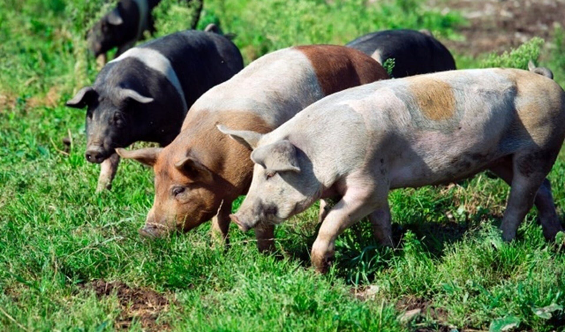 De varkens van Livar leven op kleinschalige boerderijen en kunnen lekker buiten lopen.