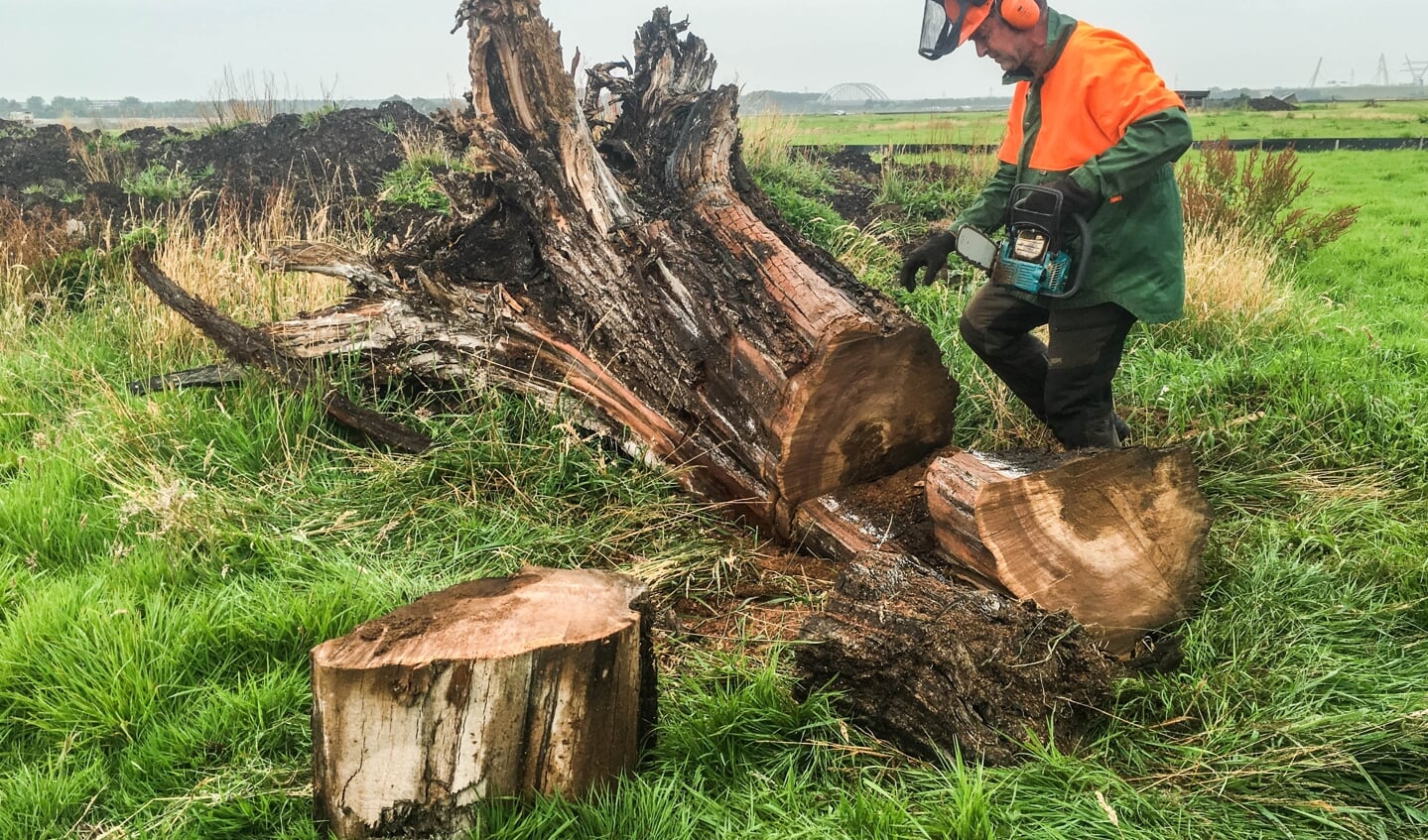 Uit het Weesper kienhout worden schijven gezaagd voor onderzoek naar de jaarringen. (Foto: RCE)
