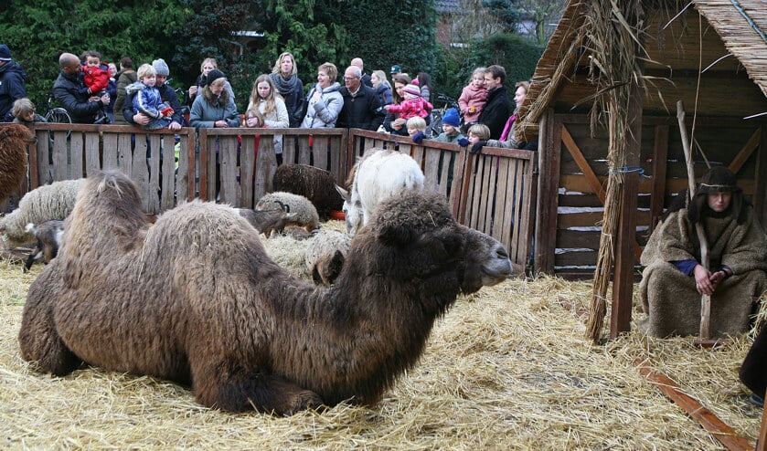Levende kerststal trekt altijd veel publiek.