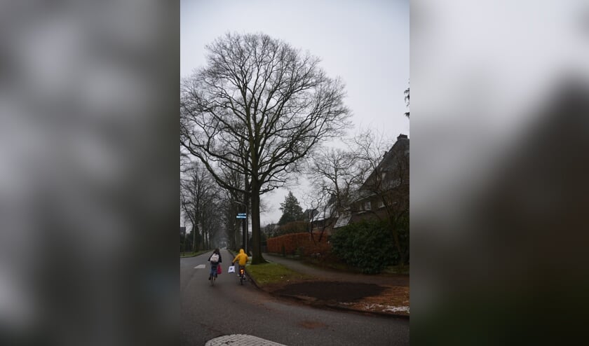 Oude boom is weggehaald.