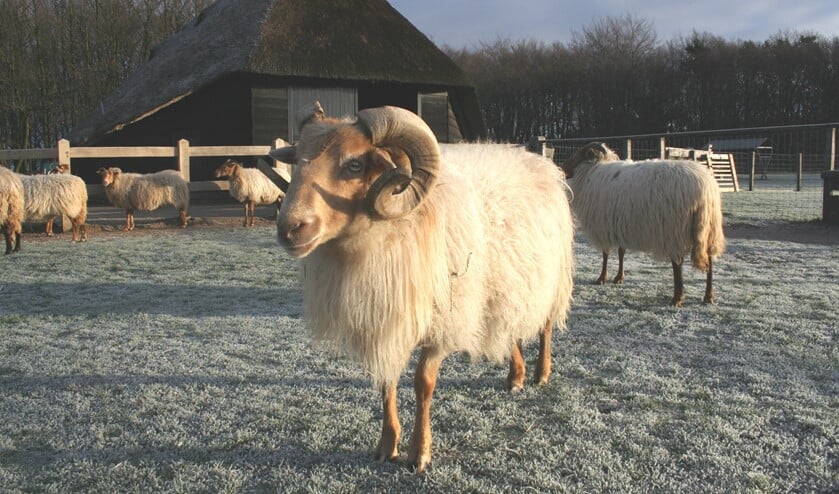 Heel veel kinderen mogen op een uitje naar de Schaapskooi in Blaricum.