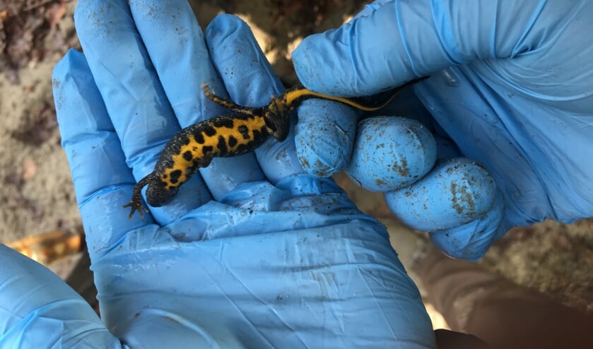 Kamsalamander buikzijde.