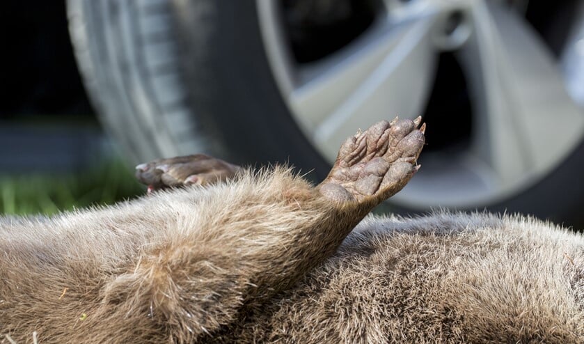 Een vrouwtjesotter is het slachtoffer geworden van een verkeersongeval.