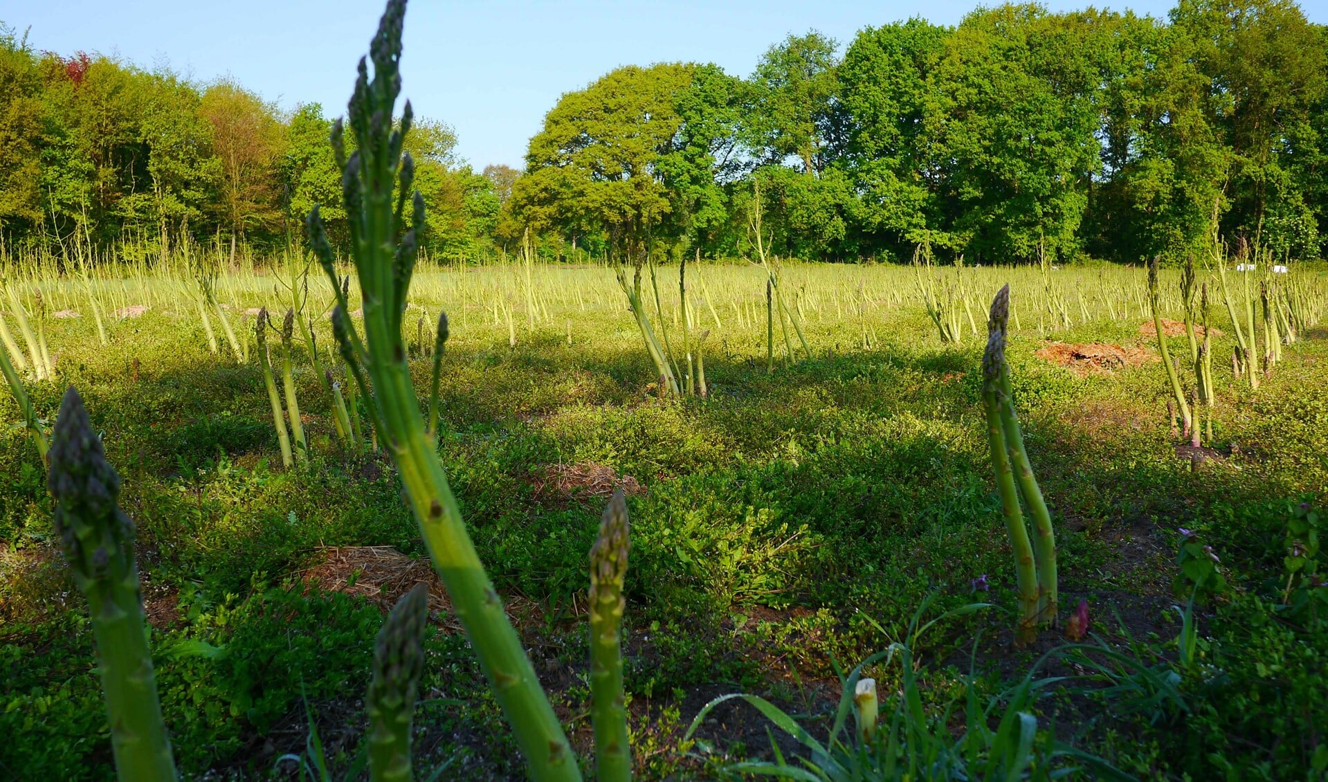 De doorgeschoten asperges langs de Bergweg.