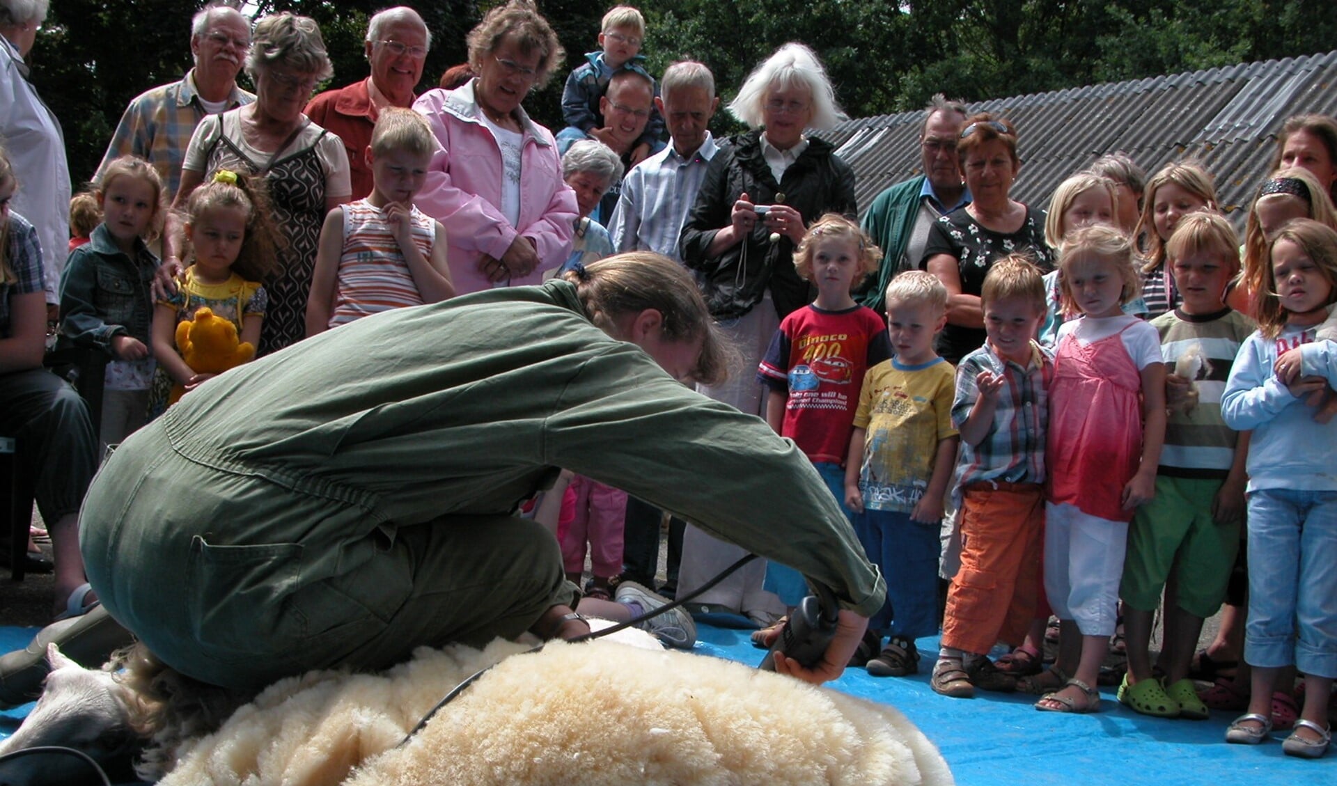 De schapen bij Kinderboerderij Warande worden zaterdag geschoren.