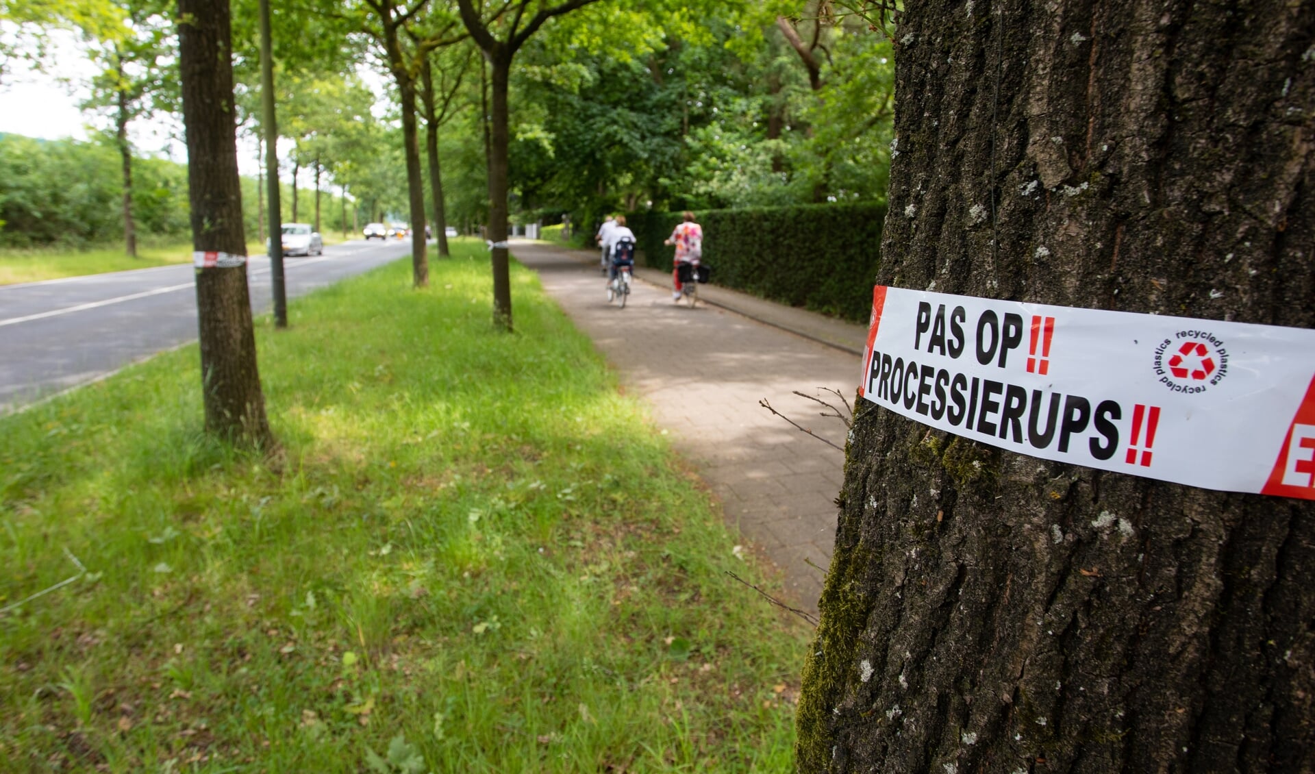 Voorlopig zijn nog niet alle processierupsen verwijderd.