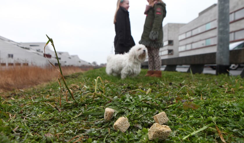 Honden vinden de in olie gebakken sponsen lekker.