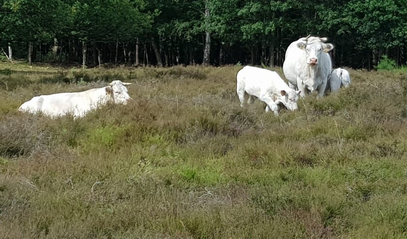 De Charolais koeien zijn echte natuurbeheerders.