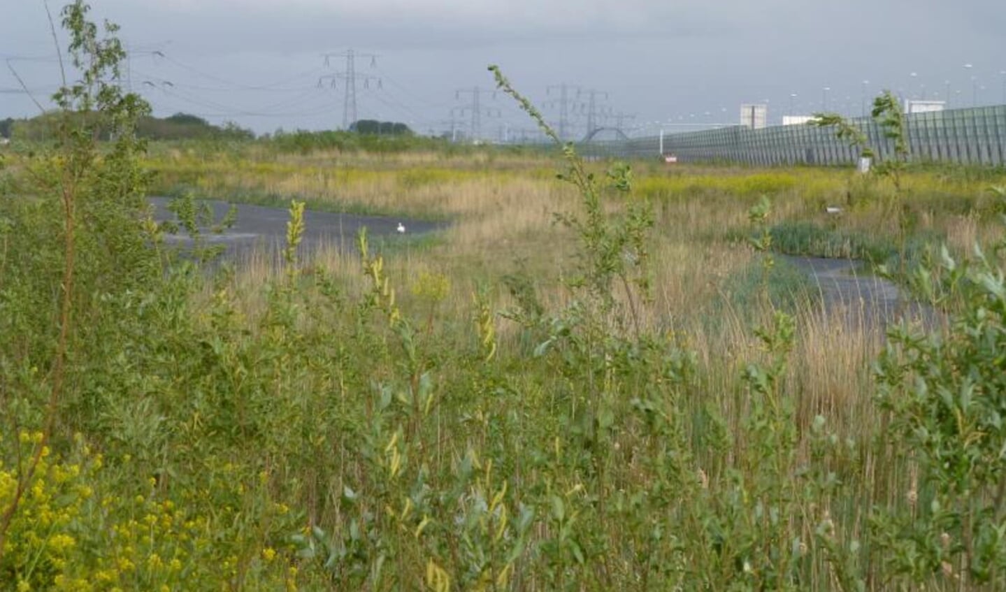 De Waterlandtak moet net als het Naardermeer uit moeras en droge en natte ruigte gaan bestaan.