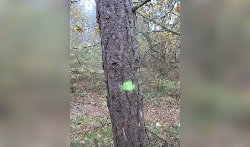 Bomen die gesnoeid moeten worden, krijgen een stip.