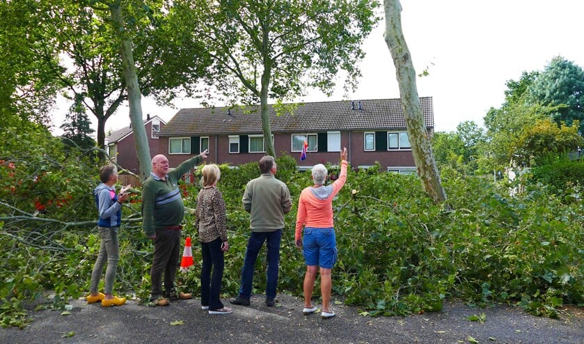 Met lede ogen zagen buurtbewoners de plataan tegen de vlakte gaan.