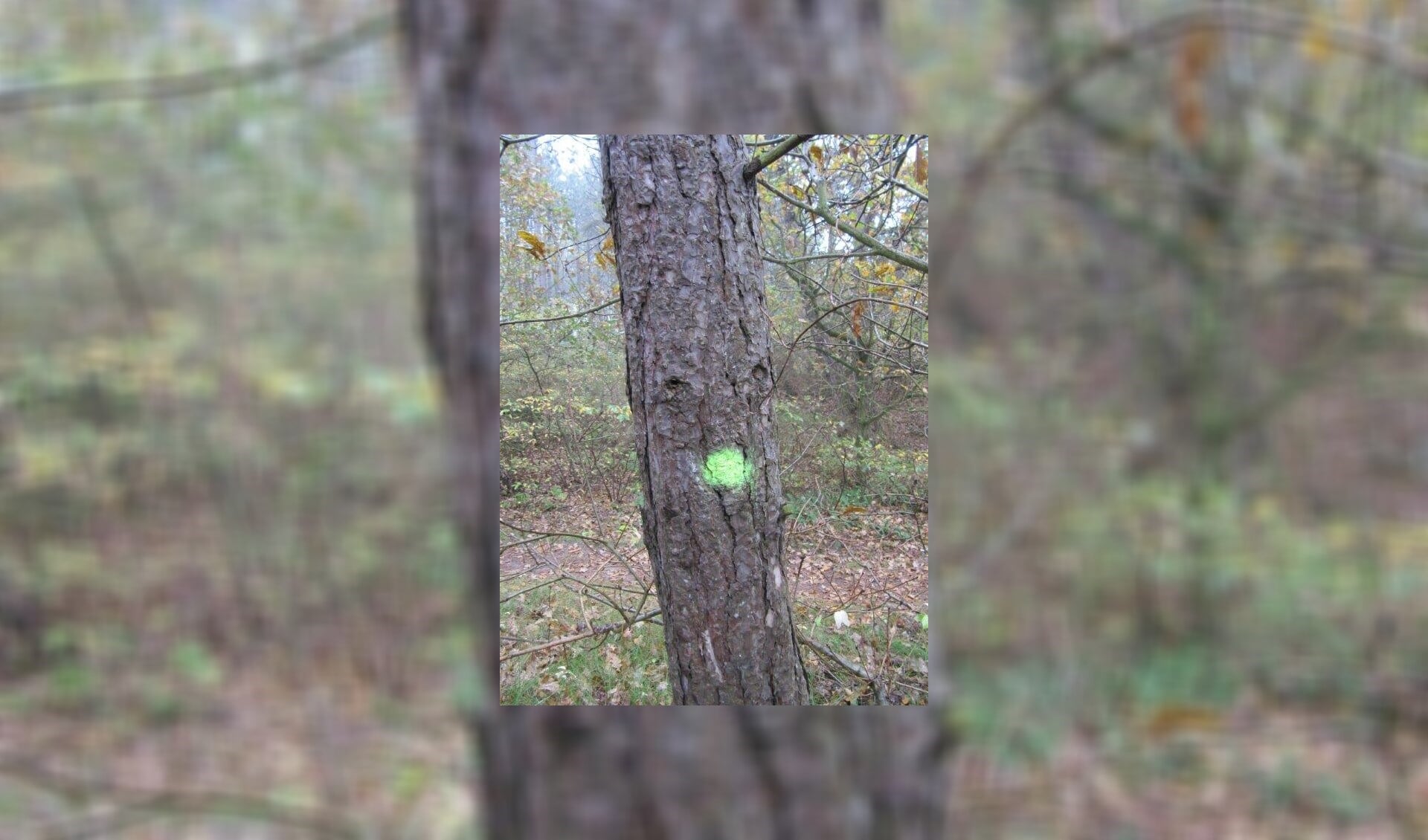 Bomen die gesnoeid moeten worden of bomen waar een tak uit moet, krijgen een stip.