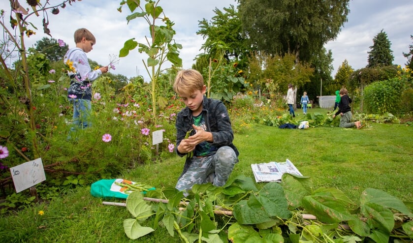 Duizenden kinderen in de basisschoolleeftijd hebben een tuintje gehad.