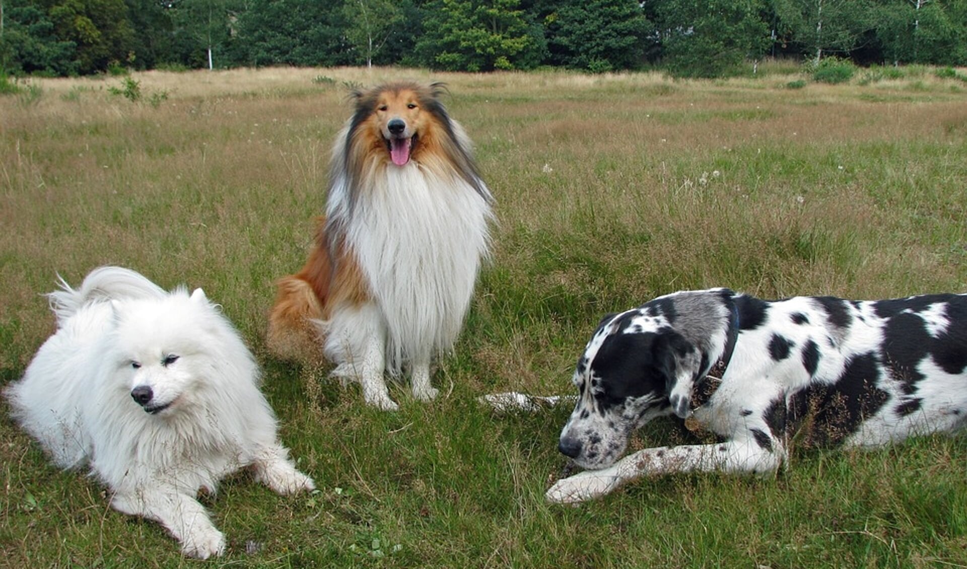 Het Goois Natuurreservaat stelt een maximum van drie honden per begeleider in hun natuurgebieden.
