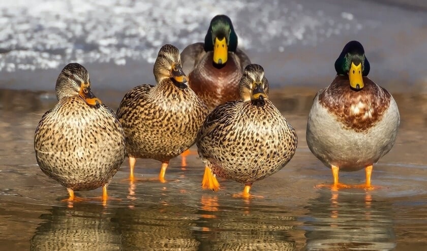 <p>Het Vogelhospitaal Naarden kreeg drie ganzen binnen met symptomen die passen bij de vogelgriep.</p>