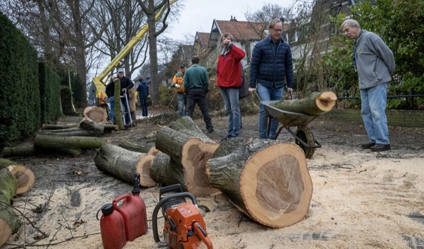 <p>Het kappen van de monumentale bomen is onderdeel van de herinrichting van het gebied rondom de Beerensteinerlaan.</p>