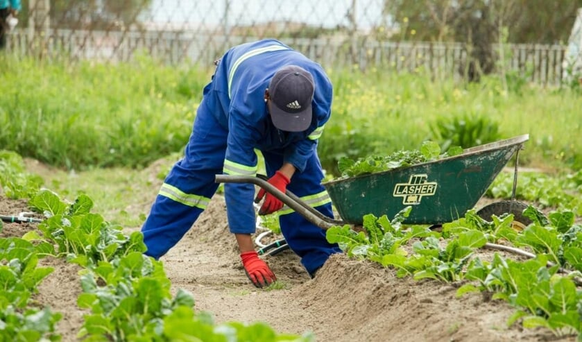 <p>De groentepluktuin wordt de eerste fase, zodat er meer tijd is voor de overige plannen. </p>