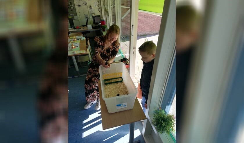 Juf Myrthe houdt een van de kuikentjes vast, terwijl een leerling door het raam op kraamvisite komt.