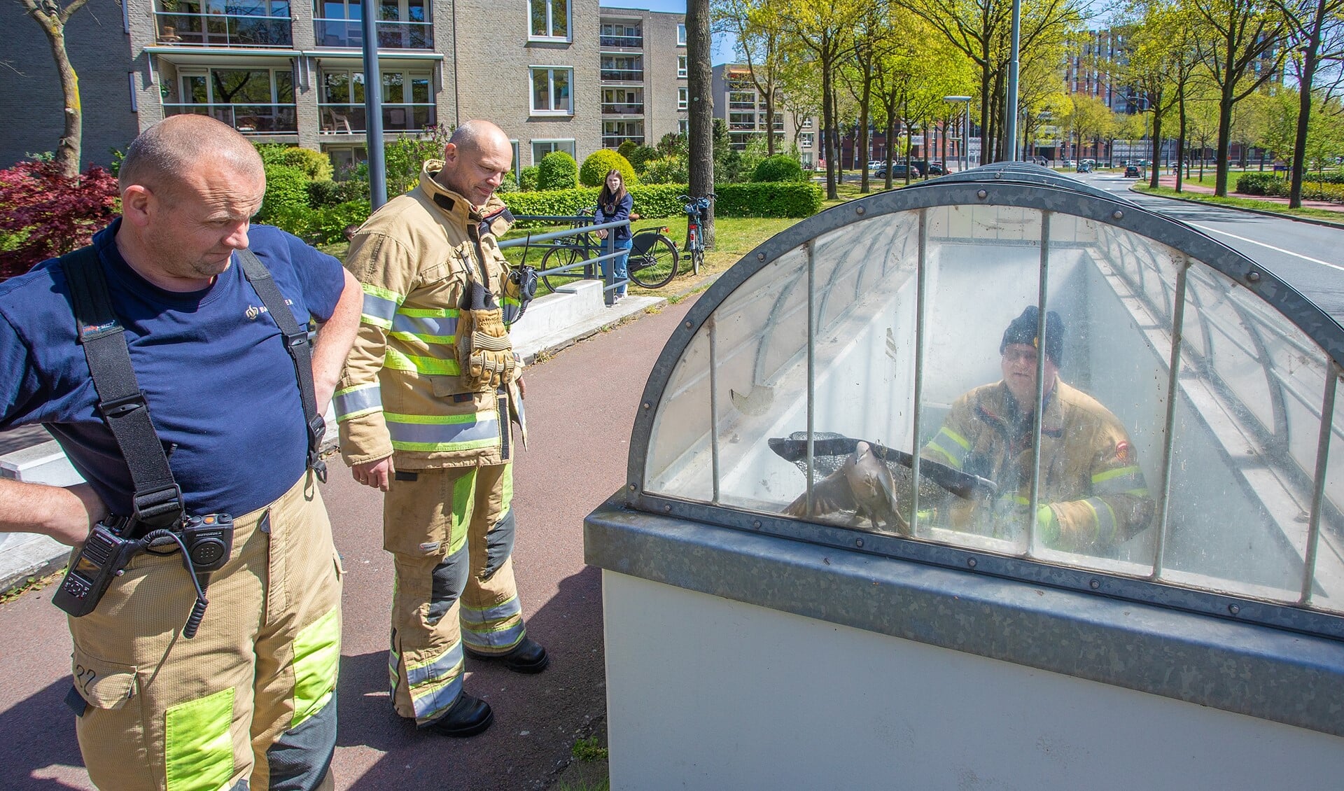 Met een geleend visnet van een voorbijganger kon de duif worden gered.