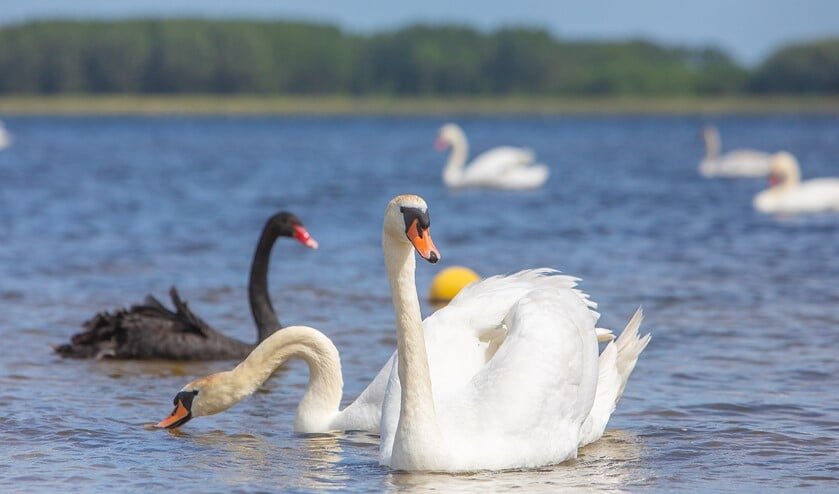 De zwarte zwaan voelt zich geen vreemde eend in de bijt bij alle andere witte zwanen.