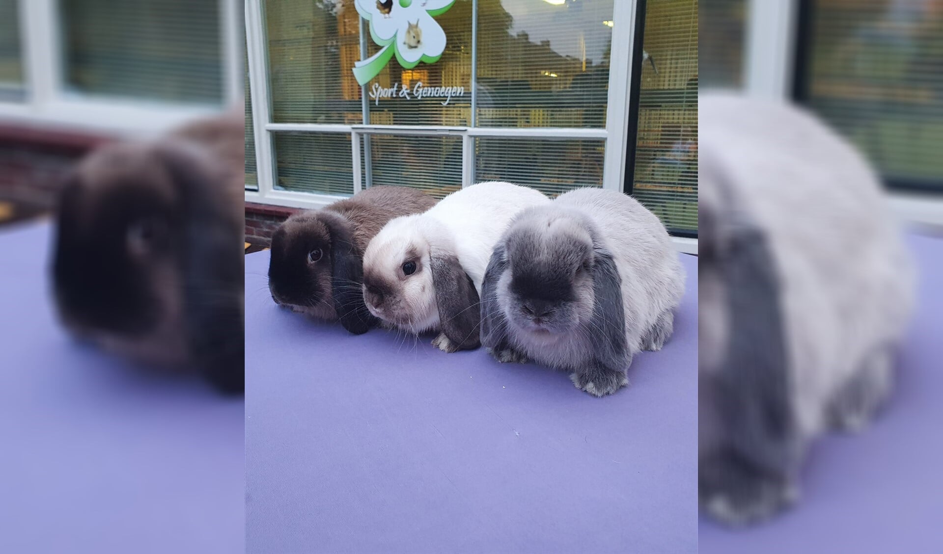 Trio's konijnen werden gekeurd door keurmeester Kok.