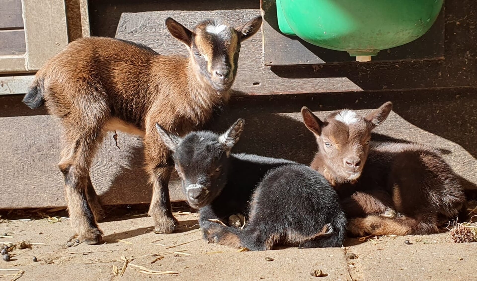 Geitjes van Kinderboerderij de Pluimgraaf Naarden