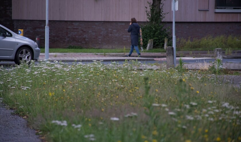 Het gras bij Aquamarin wordt tegenwoordig ecologisch beheerd; minder gemaaid dus.