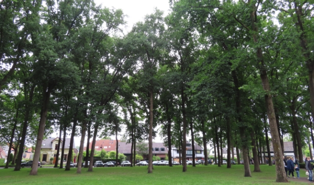 <p>De rust rond de bomenkap op de Brink lijkt teruggekeerd, maar voor hoelang? (Foto: Carin van den Berg)</p>