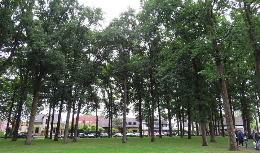 <p>De rust rond de bomenkap op de Brink lijkt teruggekeerd, maar voor hoelang? (Foto: Carin van den Berg)</p>
