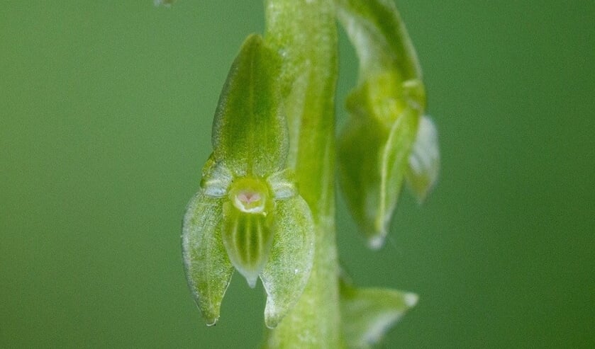 <p>Veenmosorchis (Hammarbya paludosa), Orchideeen (Orchidaceae), Asparagales, Eenzaadlobbigen (Liliopsida), flora, orchidee - Nieuwkoopse Plassen, Nieuwkoop, Zuid-Holland, Nederland, Europa</p>