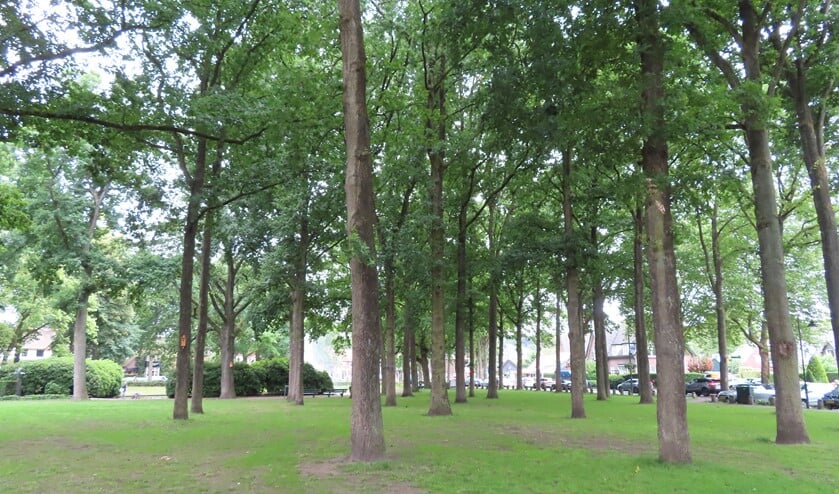 <p>De petitie wordt tussen de bomen van de Brink overhandigd.</p>