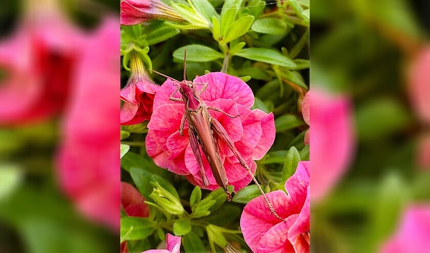 <p>De roze sprinkhaan die Kitty in haar tuin vond en op beeld vastlegde.</p>