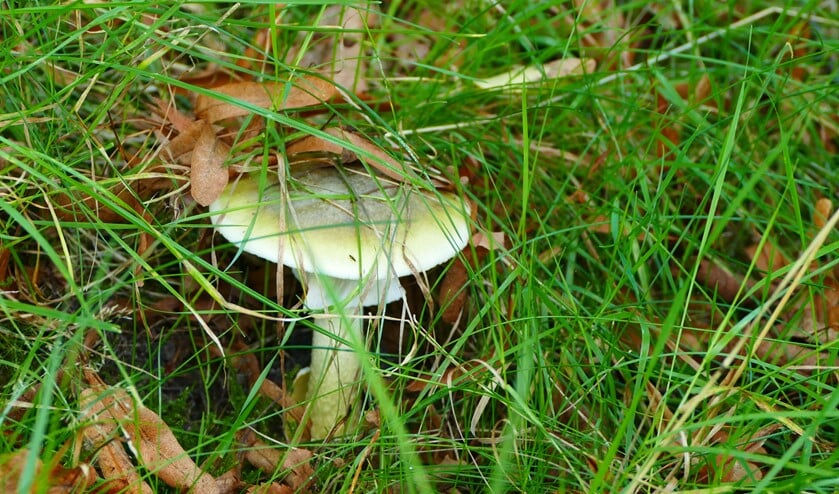 De groene knolamamiet.