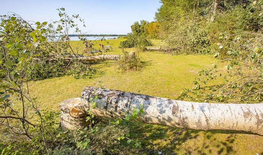 <p>De bomen zijn afgezaagd en de vandaal of vandalen hebben deze laten liggen.</p>