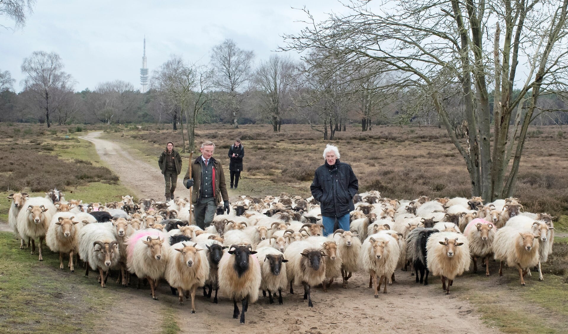 Burgemeester Nanning Mol heeft de kudde begeleid naar de nieuwe kooi.