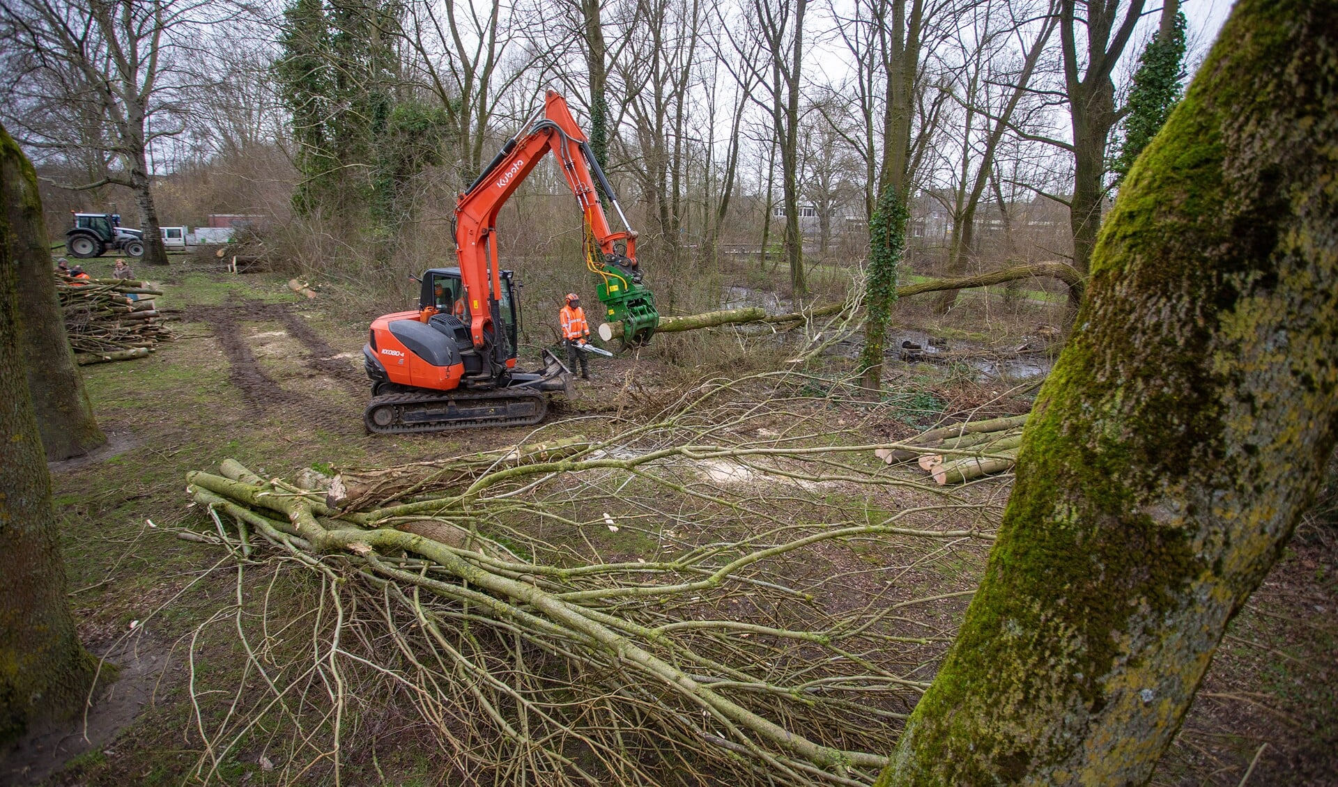 Er is gestart met snoeien en het verwijderen van bomen.