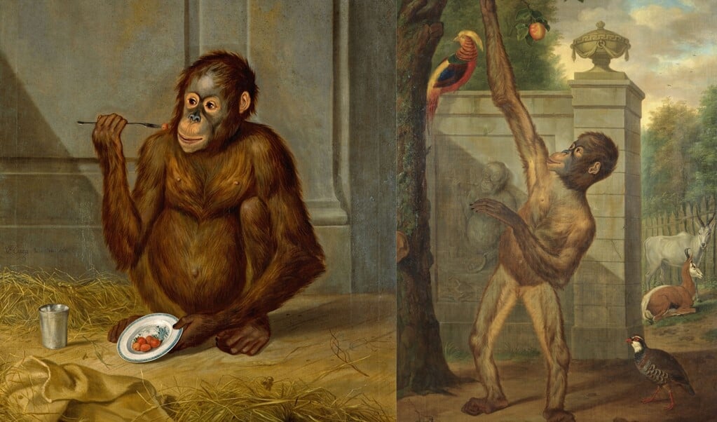 Orang-Oetan die aardbeien eet - Braunschweigisches Landesmuseum. Orang oetang uit de dierentuin van stadhouder Willem V, een appel plukkend - Mauritshuis