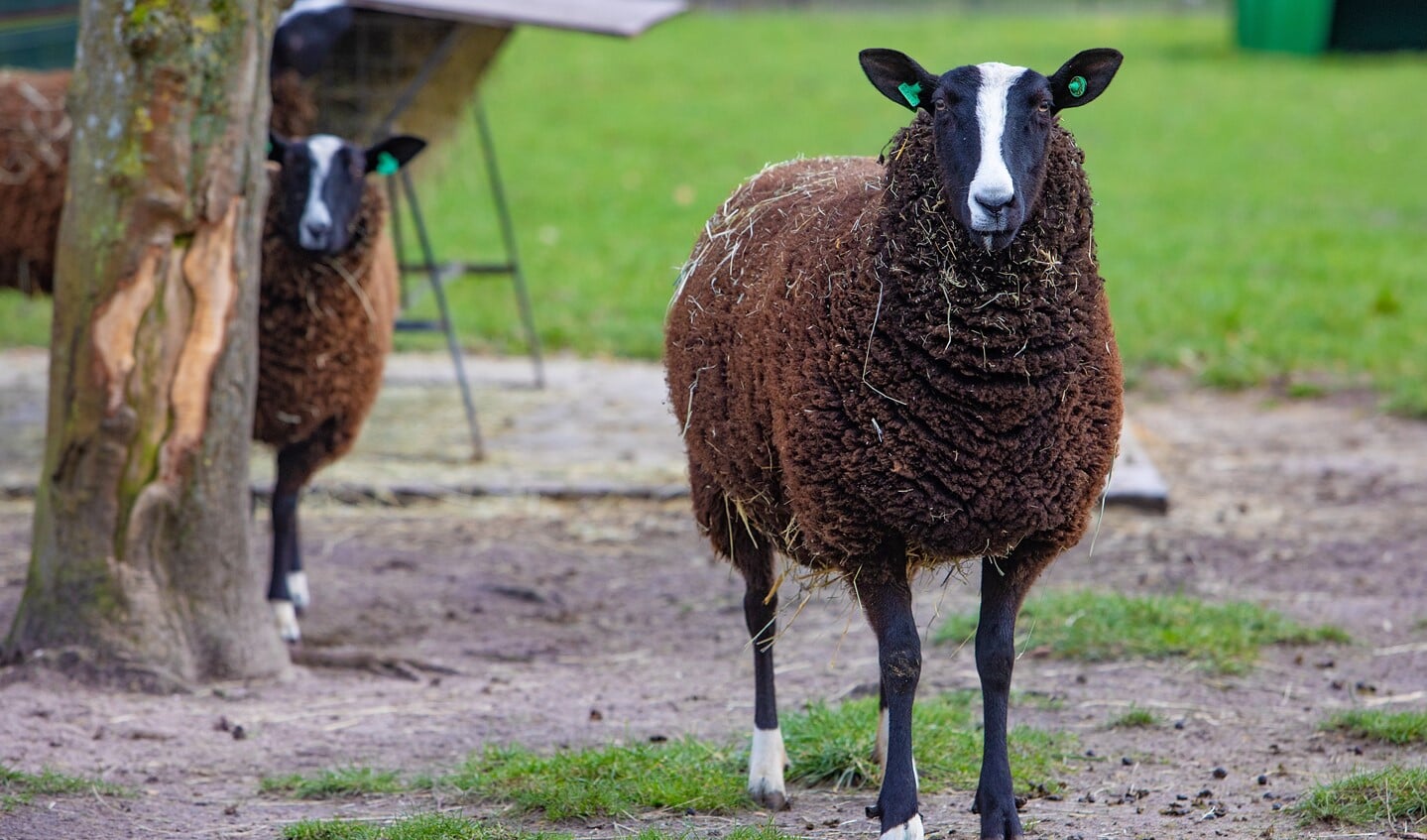 De schapen genieten van het mooie weer.