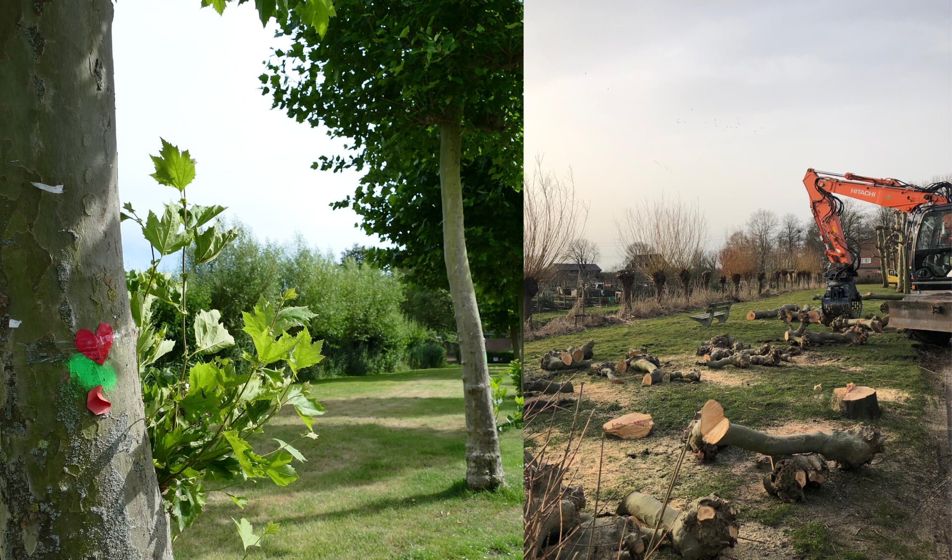 De kap van de bomen in de Mariahoeve, die vorige week door de rechter werd stilgelegd, mag worden hervat. 