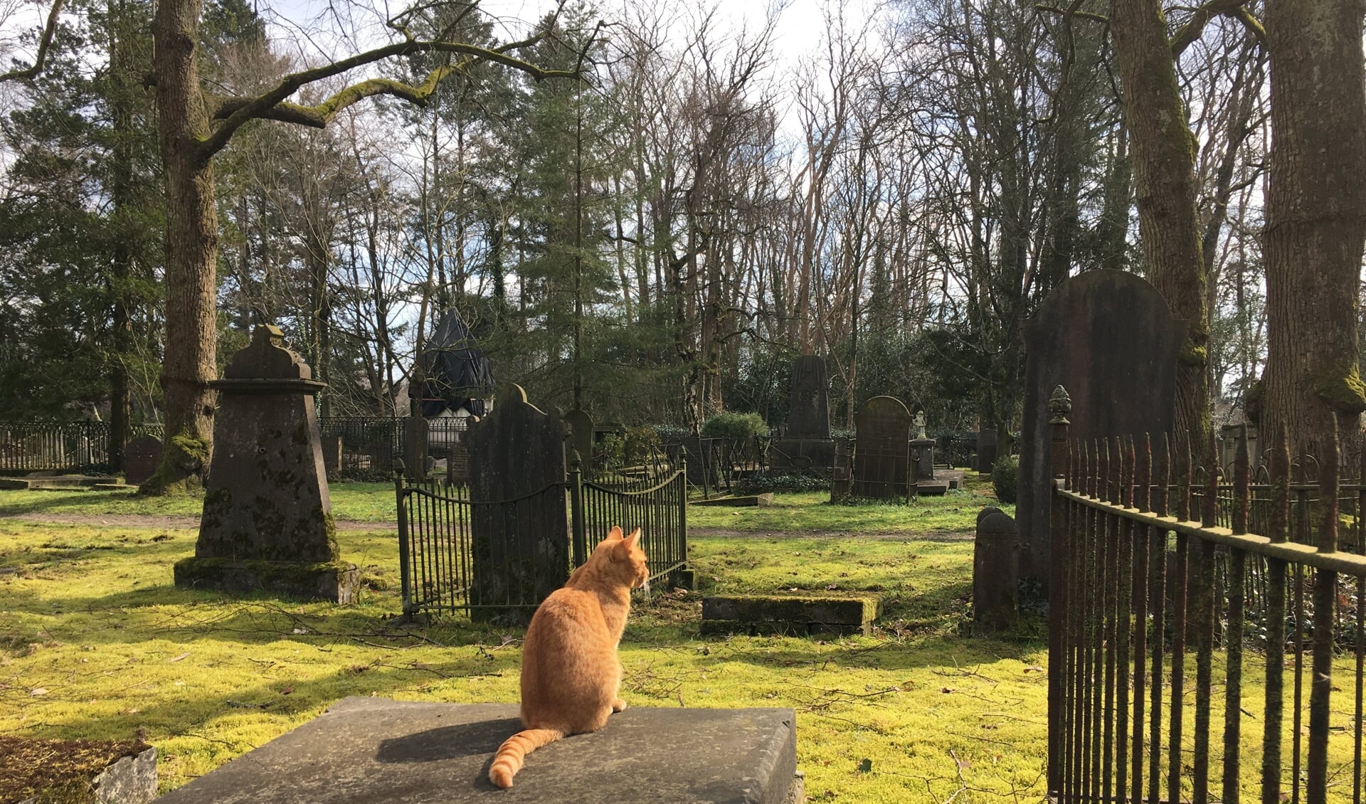 Een kat ging naast het graf van dierenactiviste Mispelblom Beijer-Theunissen zitten.