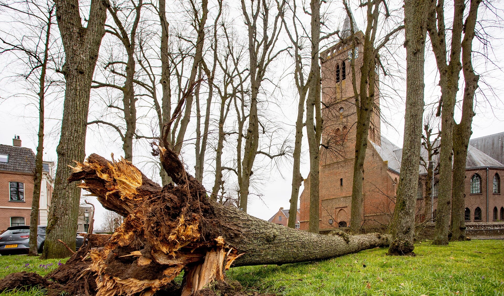 De boom voor de Oude Kerk is gesneuveld.