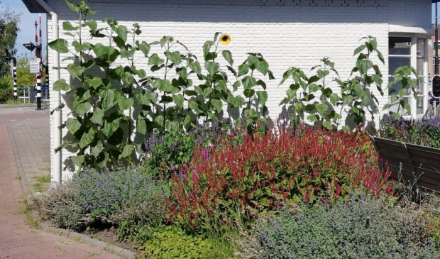 <p>Groen bij het brugwachtershuisje.</p>