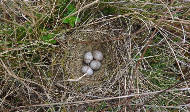 <p>Nest van een boomleeuwerik.</p>