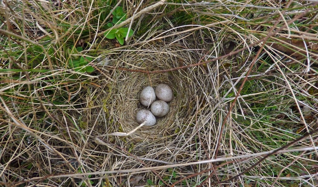 Nest van een boomleeuwerik.