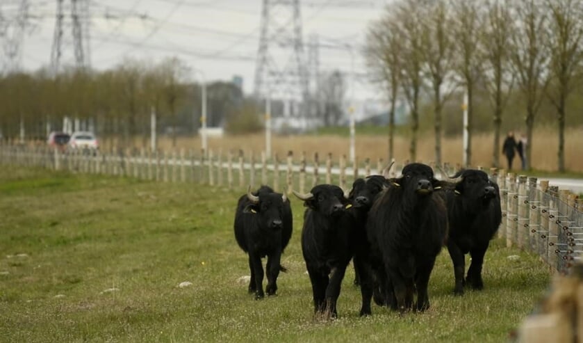 <p>De waterbuffels in hun nieuwe natuurgebied tussen Muiden en winkelcentrum Maxis. </p>